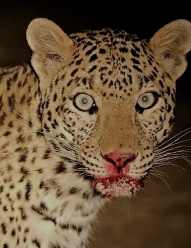 ANIMAL